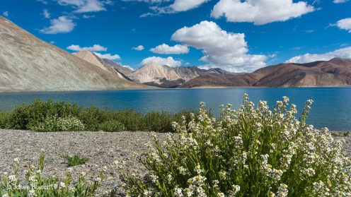 Ladakh 2017-191